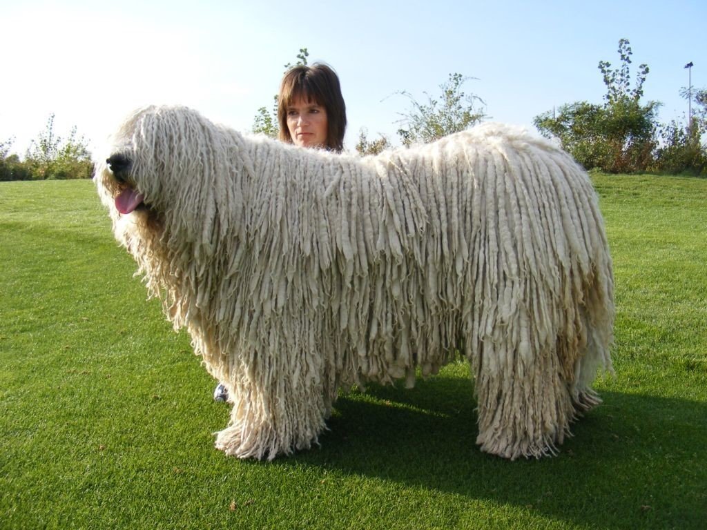 Порода больших собак фото с названиями с густой шерстью