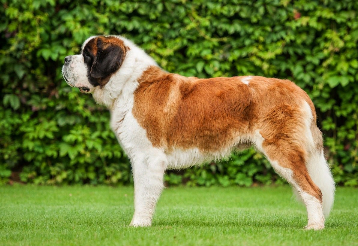 Породы больших собак с фотографиями и названиями пород