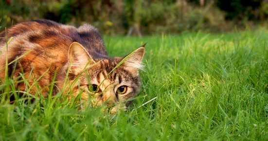 Кошка притаилась в траве