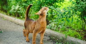 Абиссинская кошка нюхает листву