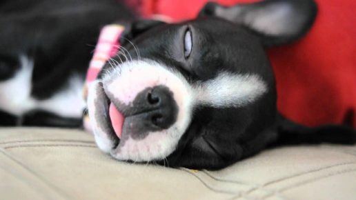 У собаки дергаются лапы во сне thumbnail