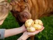 Собака нюхает картофель
