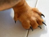 Пятый палец у собаки
