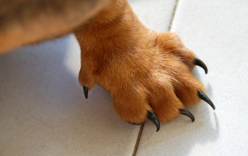 Зачем собаке пятый палец - необходимость или рудимент