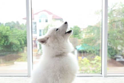 Собака у окна