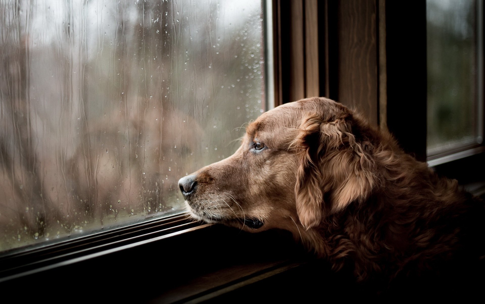 Собака печаль. Грустная собака. Собака ждет у окна. Собака ждет. Собака в окне.