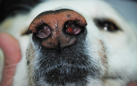 Полипы в носу у собаки