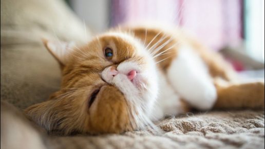 Самая глупая порода кошек в мире топ 10 thumbnail