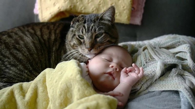 Как коты относятся к новорожденным. Чего опасаться от кота и новорожденного ребенка