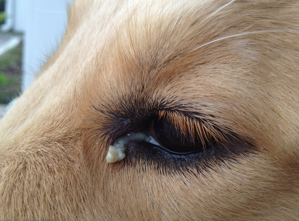 Вокруг глаза у собаки выпадают волосы что это
