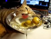 Кошка и оливки в бокале