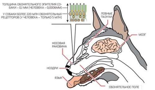 Строение носа собаки