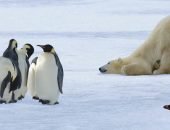 Белые медведи и пингвины