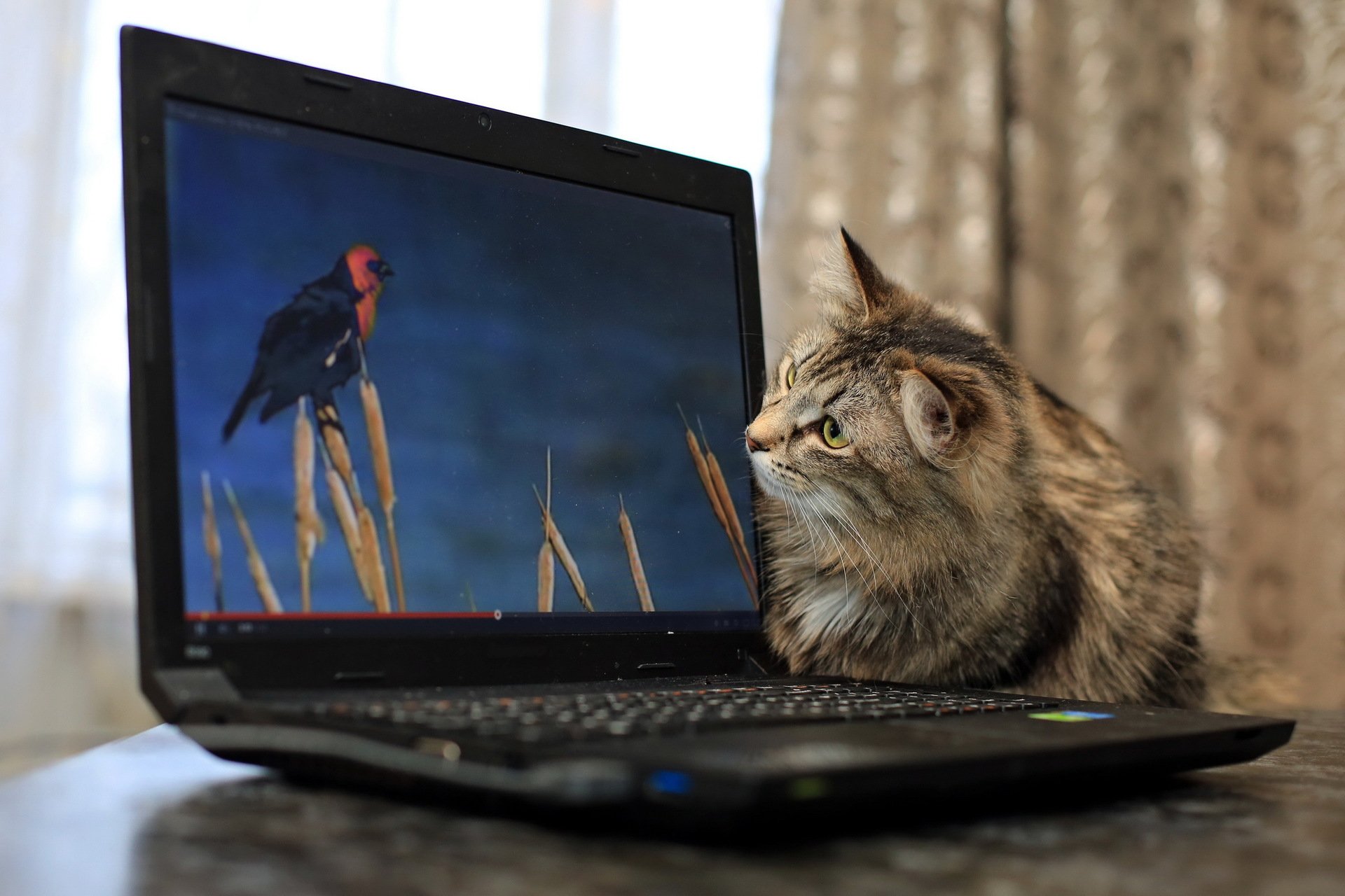 Кошка видит мир в мониторе ноутбука
