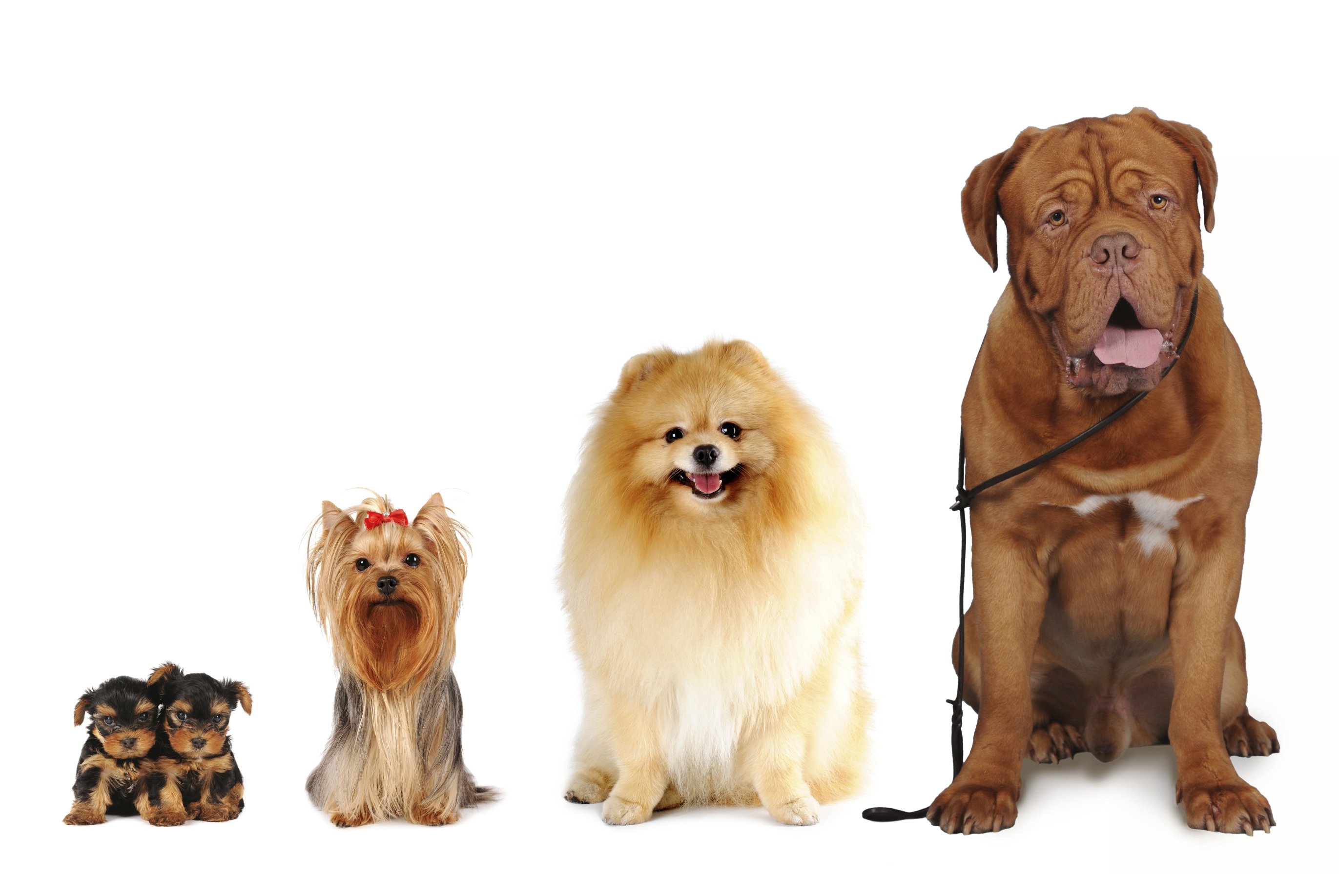 Собаки разных пород маленькие и большие