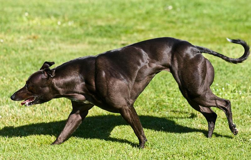Самая мускулистая собака в мире — Большая Венди