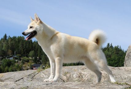 Собака породы норвежский бухунд
