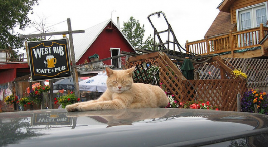 Рыжий кот лежит на капоте автомобиля