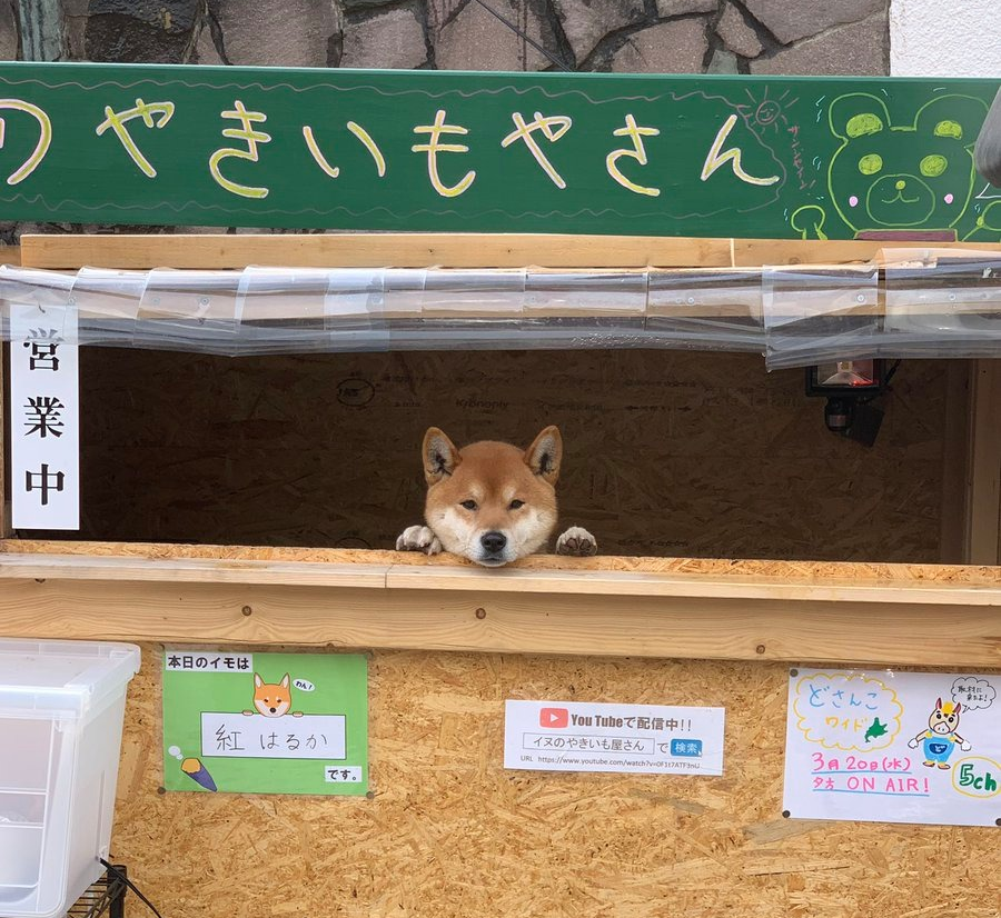Корм для сиба ину. День собаки - Япония. Содержание собак в Японии. Собаки в Японии вместо детей.