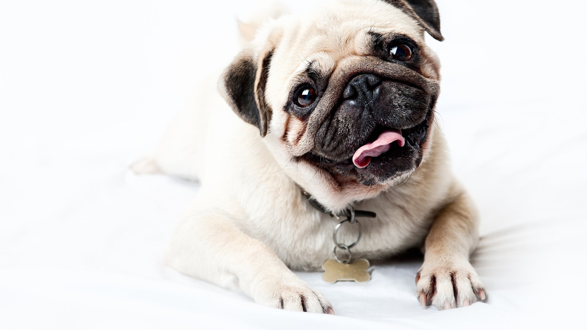 Самые спокойные породы собак — топ-10 с фото, названиями и описанием