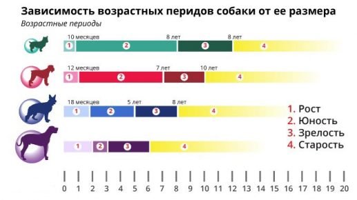 средняя продолжительность жизни собак по породам в домашних условиях