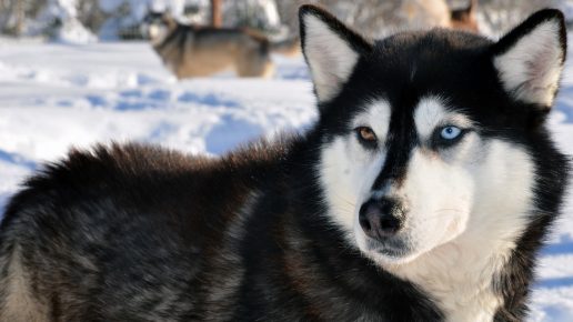 Хаски с разными глазами