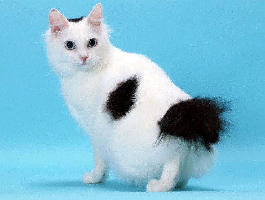 бобтейл кошка белая