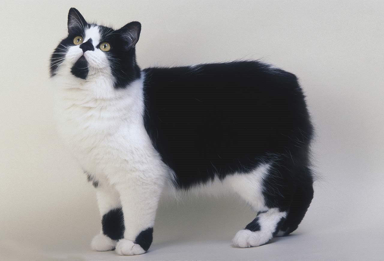 Черно белый кот окрас. Порода кошек Кимрик. Бобтейл Кимрик. Мэнкс порода кошек. Кимрик кошка - Мэнкс.