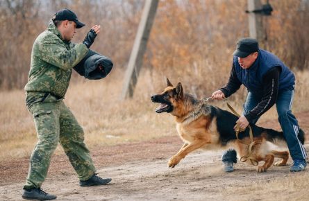 Собака на дрессировке