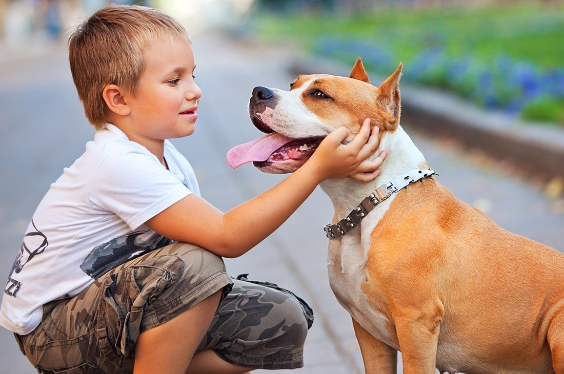 Cuando se puede juntar un cachorro con otros perros