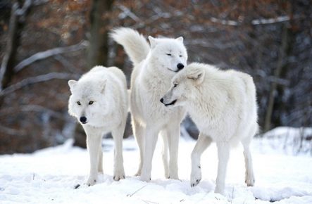 Три волка