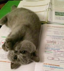 Кот лежит на школьной тетради