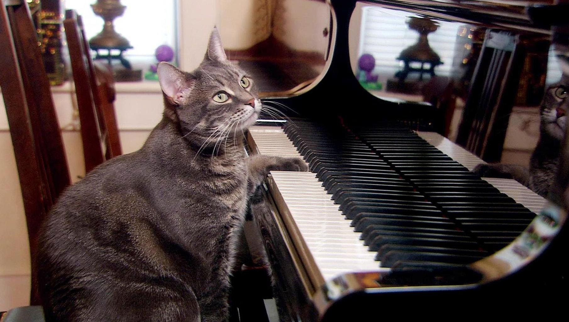Does he play the piano. Кот на пианино. Кошка на пианино. Коты и пианино. Кошка на рояле.