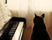 кошка у пианино