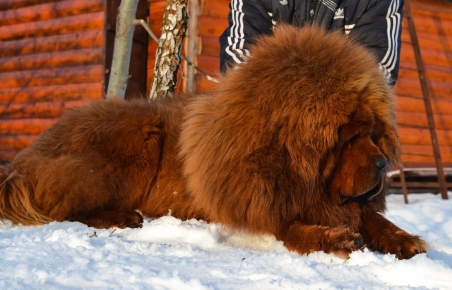 Тибетский мастиф