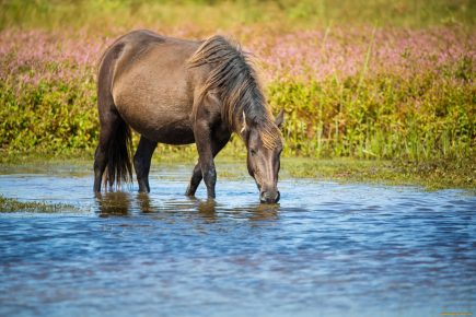 лошадь в воде