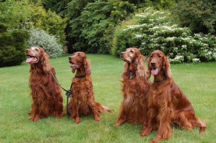 Порода собак рыжей окраски длинношерстные маленькие