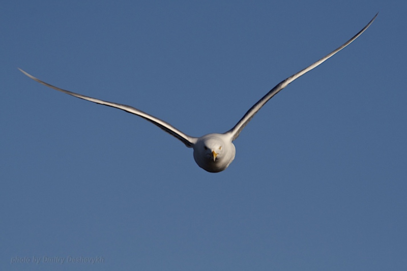 Нападение птиц на людей: последние случаи и причины явления