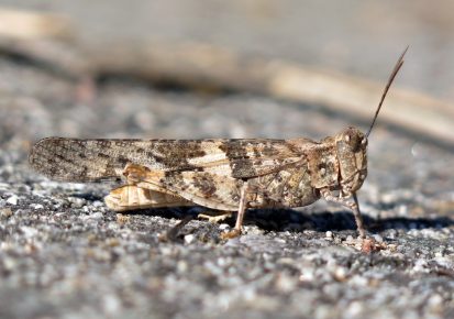 Кузнечик Trimerotropis pallidipennis