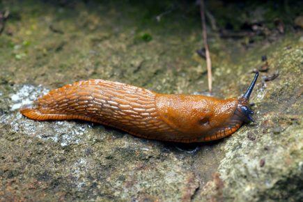 слизень Arion lusitanicus