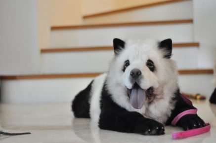 Чау-чау панда взрослая