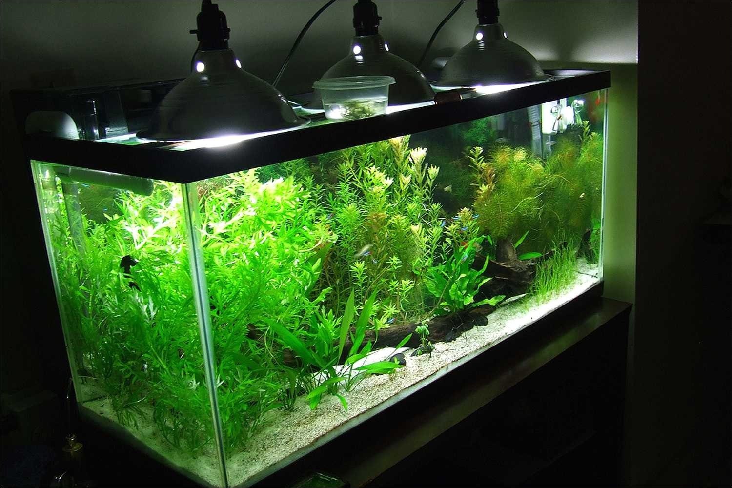 Какой свет нужен дома. Дидиплис аквариумное растение. Свет для травника 200 литров прожектор. Led свет для аквариума 120см 600л. Аквариум с рыбками с подсветкой.