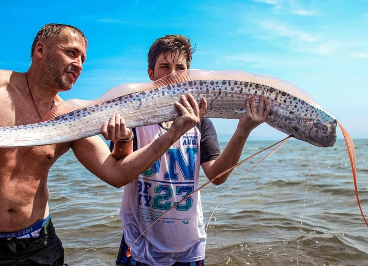 Селедочный король рыба фото