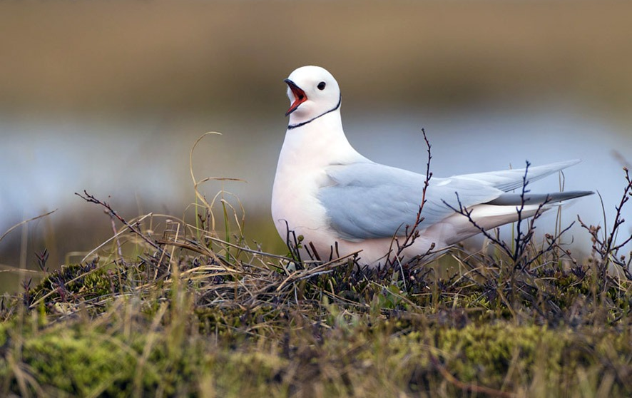Птицы Арктики Фото С Названиями