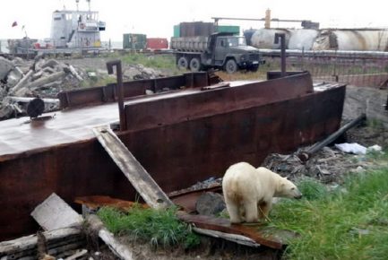 белый медведь в Анадыре