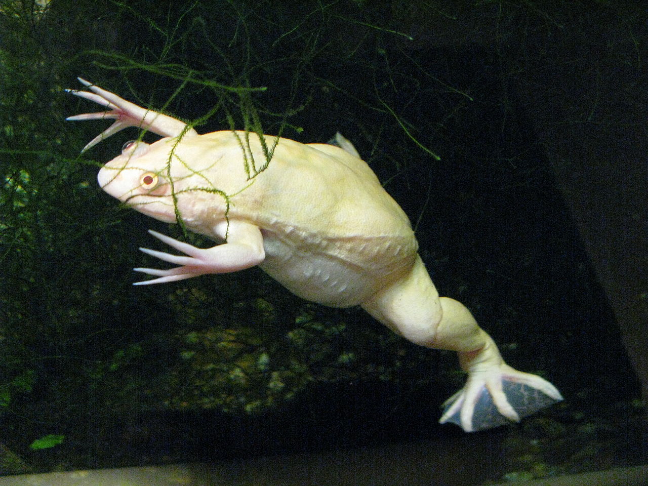 Шпорцевая лягушка фото