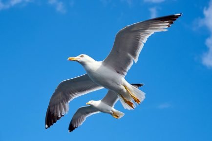 чайка