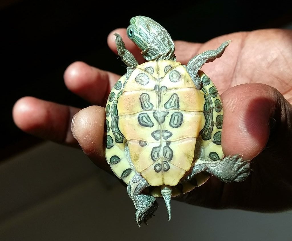 Черепаха красноухая (Trachemys scripta) 4-5 см