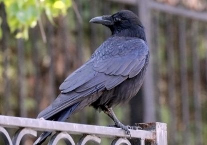 чёрная ворона