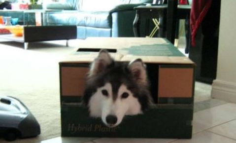 Собака Талли в коробке